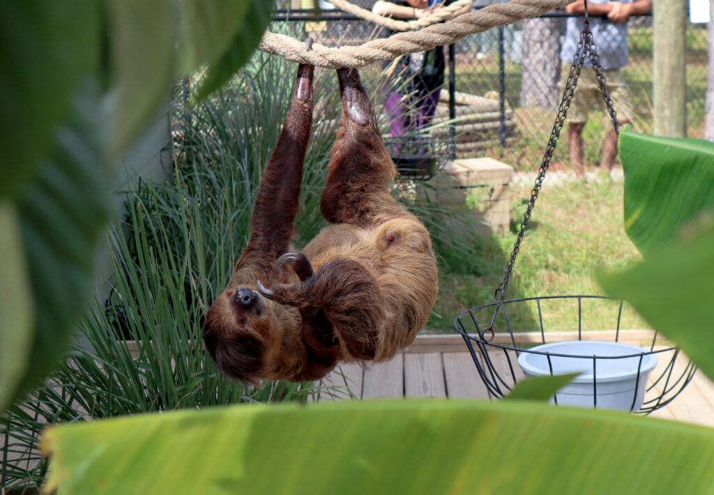 Photo of a sloth hanging upside down from a rope. The sloth is framed by foliage. This photo is an example of framing in a picture using environmental elements. One of the technique for how to make your family photos and videos look AMAZING.